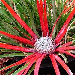 Fasciculaira bicolor Hardy Bromelia copyright www.PerkGroen.nl